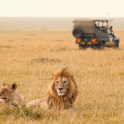 male and a femalelions in Kenya