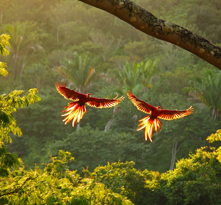 Scarlet Macaws on a 10-day honeymoon in Costa Rica